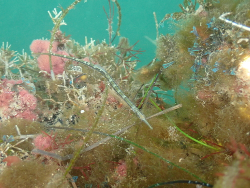 Barred pipefish (Syngnathus auliscus) — Syngnathidae — 3