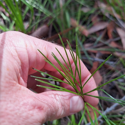 Image of Schizaea dichotoma by (c) Greg Tasney, some rights reserved (CC BY-SA)