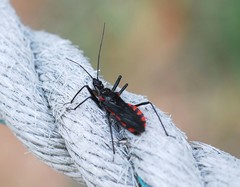 Rhynocoris leucospilus sibiricus