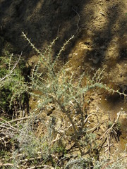 Aspalathus acanthophylla