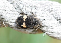 Glycyphana fulvistemma