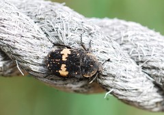 Glycyphana fulvistemma
