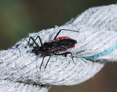 Rhynocoris leucospilus sibiricus