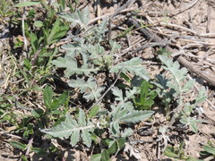Ambrosia grayi