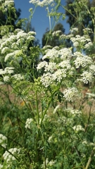 Conium maculatum