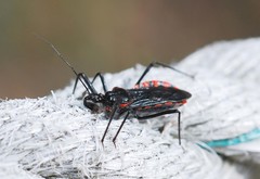 Rhynocoris leucospilus sibiricus