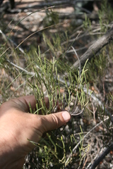 Diosma dichotoma