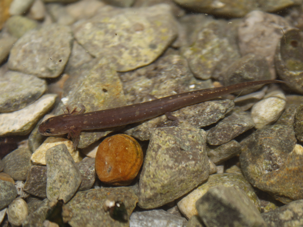 San Marcos Salamander