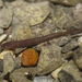 Salamandra de San Marcos - Photo (c) Alex Karasoulos, algunos derechos reservados (CC BY), subido por Alex Karasoulos