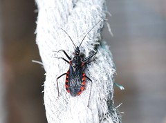 Rhynocoris leucospilus sibiricus