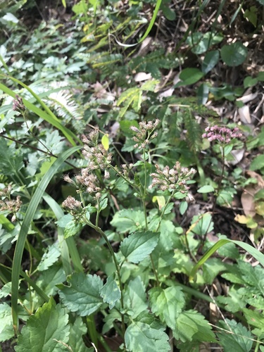 Eupatorium variabile iNat (2)