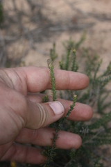 Phylica thunbergiana