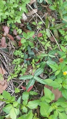 Trachelospermum