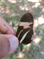 Heliconius melpomene