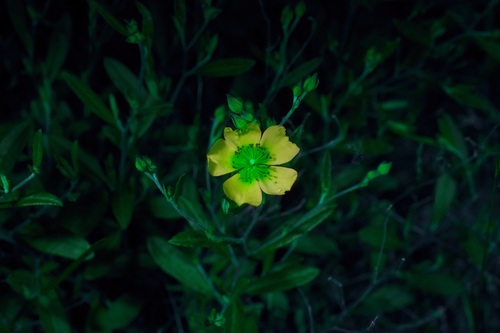 Image of Crocanthemum georgianum by (c) Michelle W. （鍾偉瑋）, some rights reserved (CC BY)