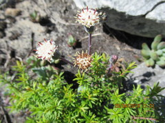 Curio crassulifolius