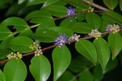 Memecylon pauciflorum