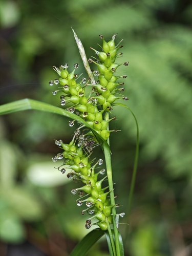 Carex transversa iNat (1)