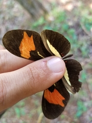 Heliconius melpomene