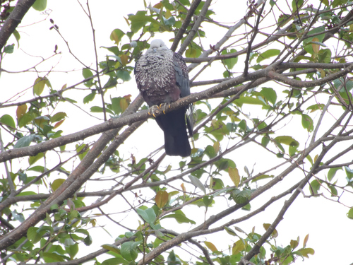 Speckled Wood Pigeon (Columba hodgsonii), photo 6