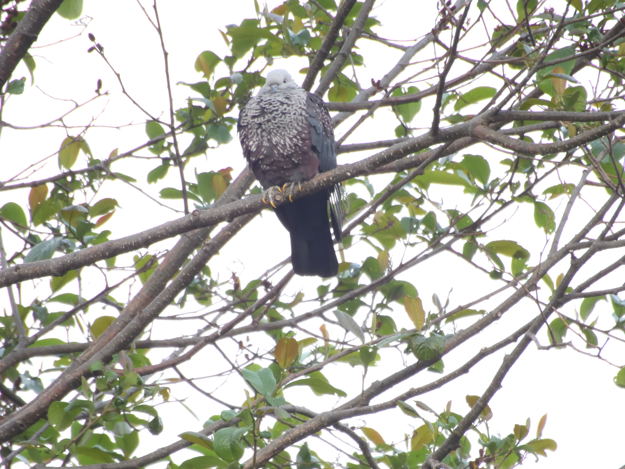Speckled Wood Pigeon (Columba hodgsonii), photo 10