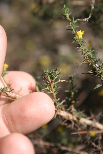Image of Marasmodes trifida by (c) Jacques van der Merwe, some rights reserved (CC BY-SA)