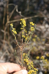 Marasmodes trifida