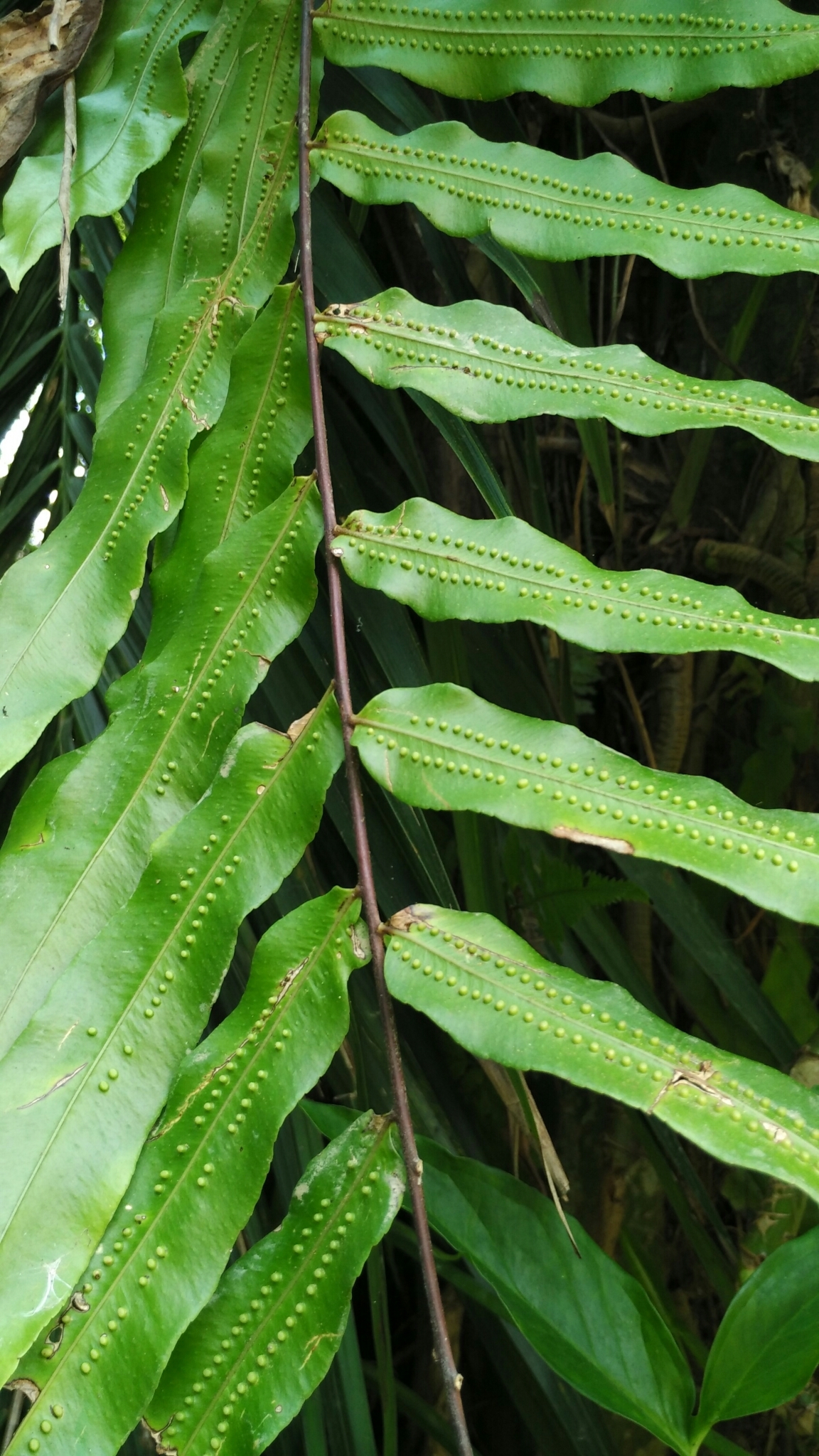 Percussed Angle-vein Fern (Goniophlebium percussum) · iNaturalist