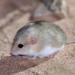Fat-tailed Gerbil - Photo (c) pfaucher, some rights reserved (CC BY-NC), uploaded by pfaucher
