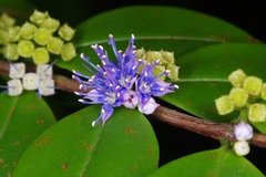 Memecylon pauciflorum