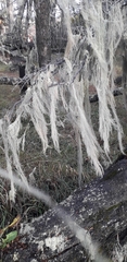 Usnea barbata