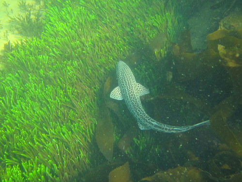 Leopard catshark (Poroderma pantherinum) — Scyliorhinidae