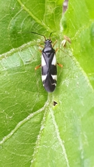 Dryophilocoris flavoquadrimaculatus