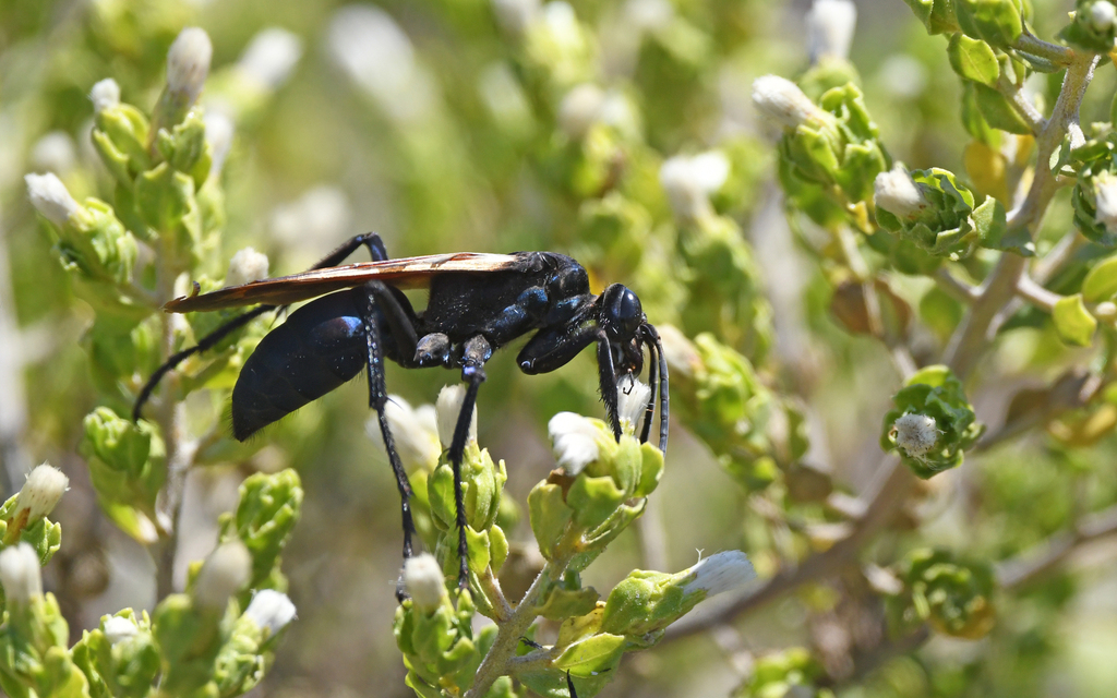 Pepsis caridei