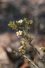 Diosma aspalathoides