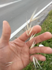 Poaceae