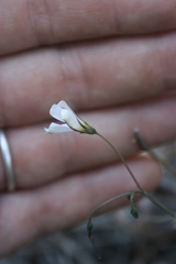Oxalis lateriflora