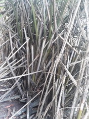 Liliopsida