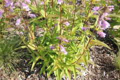 Penstemon calycosus