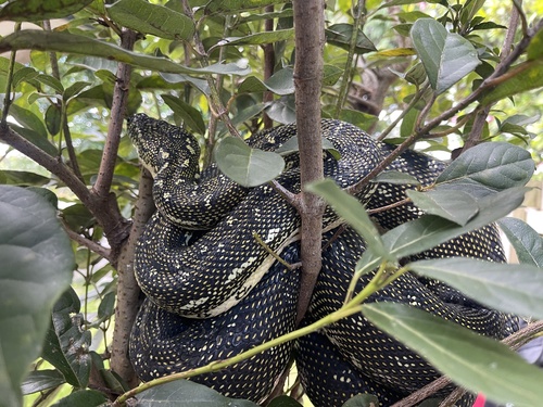 Diamond Python sighting