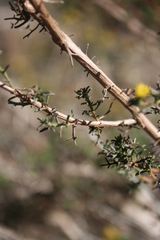 Marasmodes trifida
