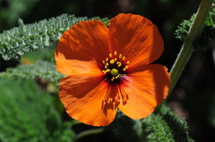Papaver heterophyllum