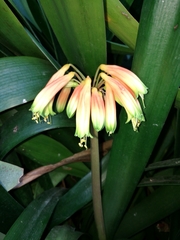 Clivia gardenii