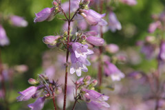 Penstemon calycosus