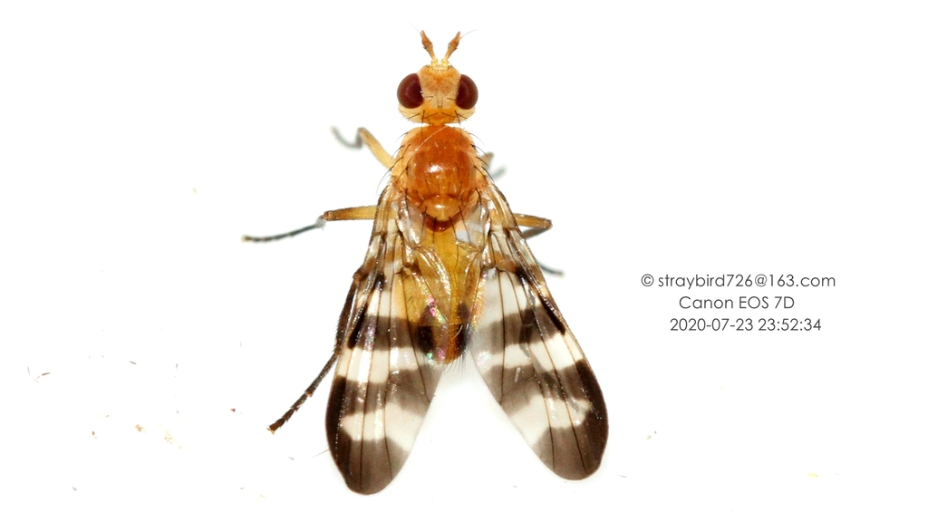 Parageloemyia nigrofasciata