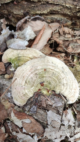 Trametes betulina