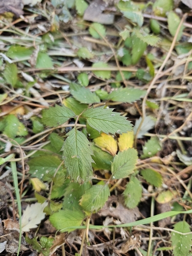 Image of New Zealand Silverweed (Argentina anserinoides) by no rights reserved