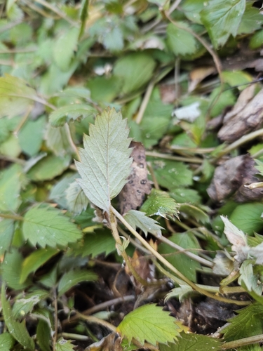 Image of New Zealand Silverweed (Argentina anserinoides) by no rights reserved