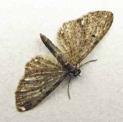 Eupithecia tripunctaria