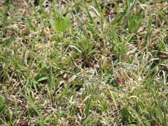 Bouteloua dactyloides